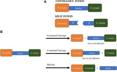 The Evolution of Intein-Based Affinity Methods as Reflected in 30 years of Patent History